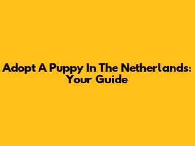 Adopt A Puppy In The Netherlands: Your Guide