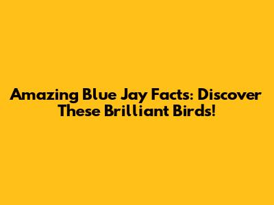 Amazing Blue Jay Facts: Discover These Brilliant Birds!