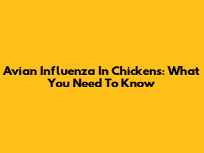 Avian Influenza In Chickens: What You Need To Know