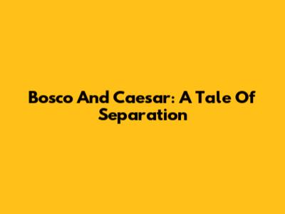 Bosco And Caesar: A Tale Of Separation