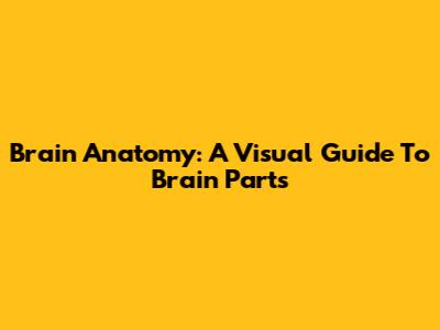 Brain Anatomy: A Visual Guide To Brain Parts
