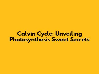Calvin Cycle: Unveiling Photosynthesis' Sweet Secrets