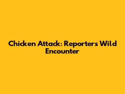 Chicken Attack: Reporter's Wild Encounter