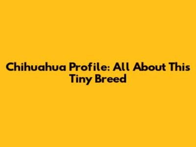 Chihuahua Profile: All About This Tiny Breed