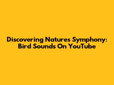 Discovering Nature's Symphony: Bird Sounds On YouTube