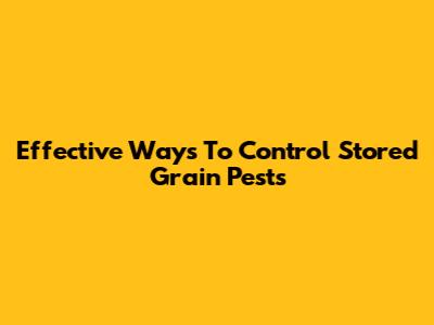 Effective Ways To Control Stored Grain Pests