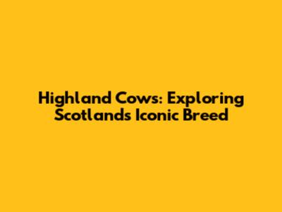 Highland Cows: Exploring Scotland's Iconic Breed
