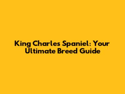 King Charles Spaniel: Your Ultimate Breed Guide