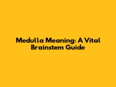 Medulla Meaning: A Vital Brainstem Guide