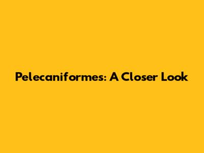 Pelecaniformes: A Closer Look