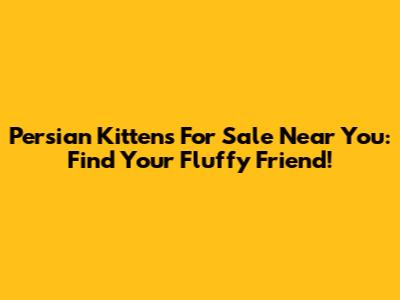 Persian Kittens For Sale Near You: Find Your Fluffy Friend!