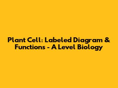 Plant Cell: Labeled Diagram & Functions - A Level Biology