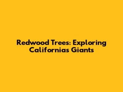 Redwood Trees: Exploring California's Giants