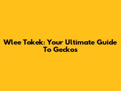 Wlee Tokek: Your Ultimate Guide To Geckos